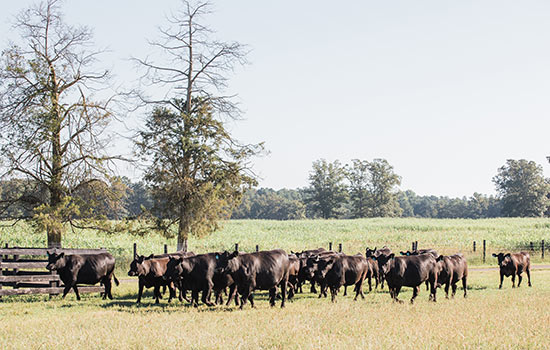 Heifers walking in pasture