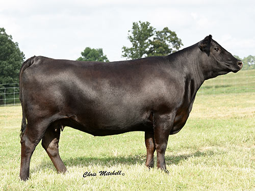 Donor in field
