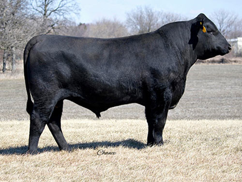 Sire in field